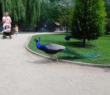 18.6.2019 - Častolovice