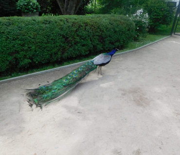 18.6.2019 - Častolovice