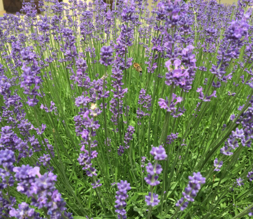 18.6.2019 - Častolovice