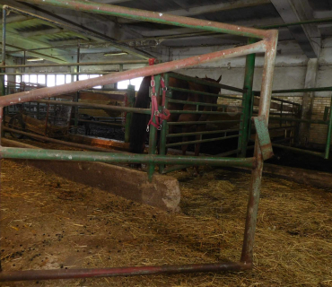 4.6.2019 - koníkový Dvoreček