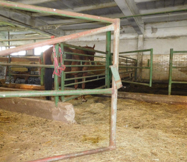 4.6.2019 - koníkový Dvoreček