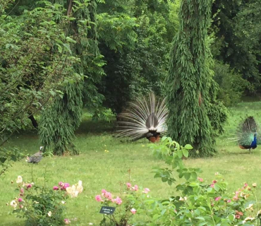 Dvoreček 12.6.2018 - Častolovice