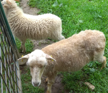 Dvoreček 12.6.2018 - Častolovice