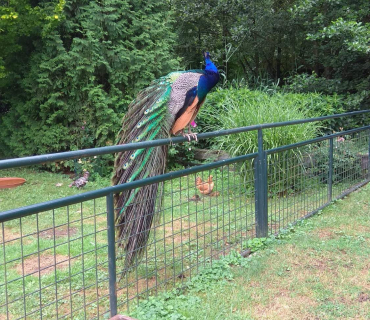 Dvoreček 12.6.2018 - Častolovice