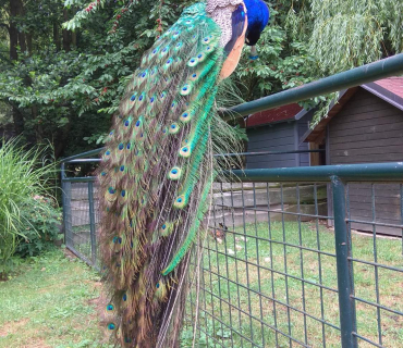 Dvoreček 12.6.2018 - Častolovice