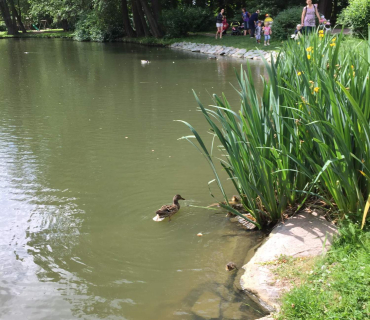 Dvoreček 13.6.2017 - Častolovice