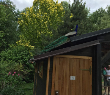 Dvoreček 13.6.2017 - Častolovice