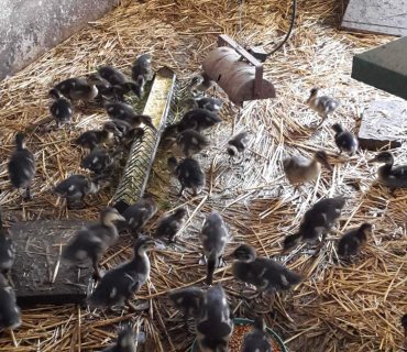 Dvoreček 16.5.2017 - Návštěva k myslivcům a na ovečky