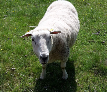 Dvoreček 16.5.2017 - Návštěva k myslivcům a na ovečky