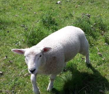 Dvoreček 16.5.2017 - Návštěva k myslivcům a na ovečky