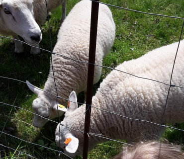 Dvoreček 16.5.2017 - Návštěva k myslivcům a na ovečky