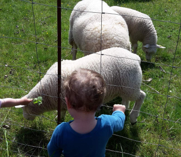 Dvoreček 16.5.2017 - Návštěva k myslivcům a na ovečky