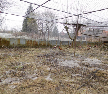 Dvoreček 15.11.2016 - Výprava k myslivcům