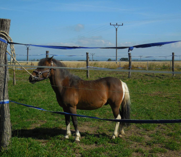 Dvoreček 19.7. Výlet do Borovice