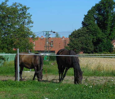 Dvoreček 19.7. Výlet do Borovice