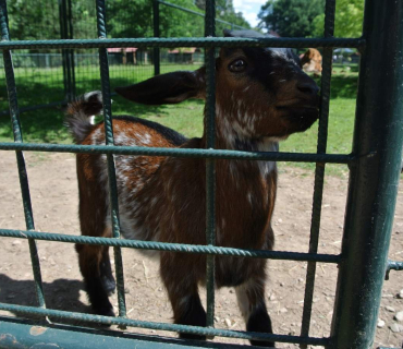 Dvoreček 16.6.2015 Výlet do Častolovic