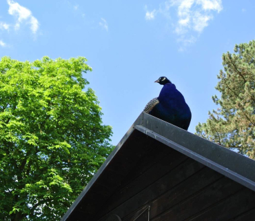 Dvoreček 16.6.2015 Výlet do Častolovic