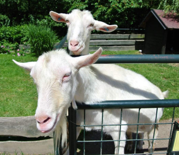 Dvoreček 16.6.2015 Výlet do Častolovic