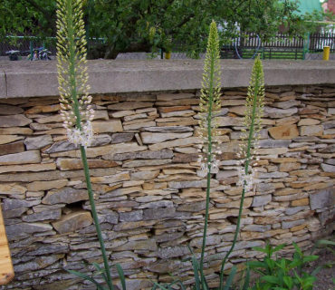 Černilovský dvůr 2019 