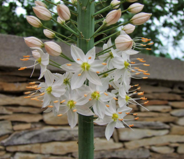Černilovský dvůr 2019 