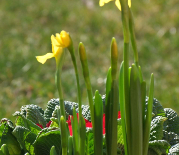 VELIKONOČNÍ JARMARK 27.3. 2015 foto Jana Žárs