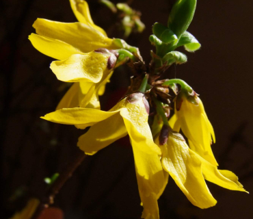 VELIKONOČNÍ JARMARK 27.3. 2015 foto Jana Žárs