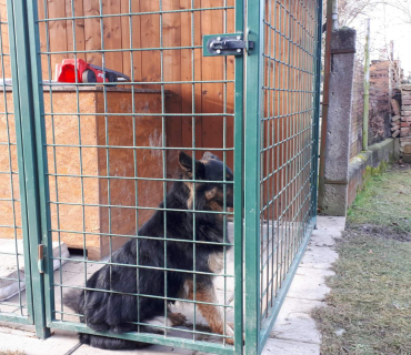 14.1.2020 - štěňátkový Dvoreček