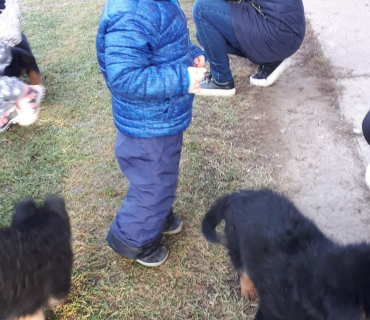 14.1.2020 - štěňátkový Dvoreček