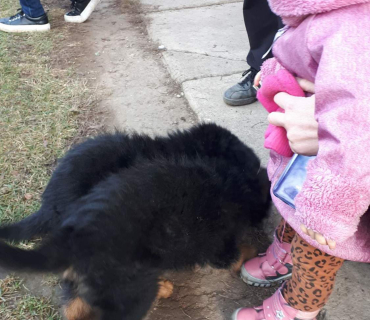 14.1.2020 - štěňátkový Dvoreček