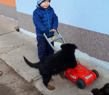 14.1.2020 - štěňátkový Dvoreček