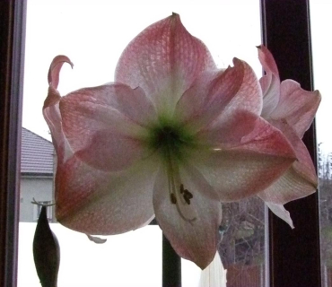 VELIKONOČNÍ JARMARK KSD 30.3. 2012 - foto Jana Žárská