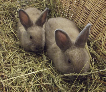 30.3.2012 VELIKONOČNÍ JARMARK