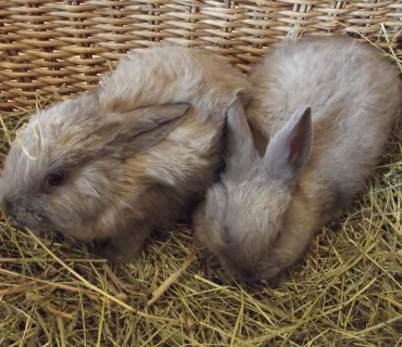 30.3.2012 VELIKONOČNÍ JARMARK