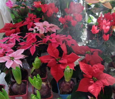 Adventni trhy Cernilov 2011 - foto Jana Z