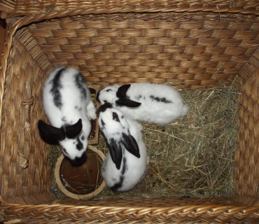 26.11.2011 adventní trhy - den druhý