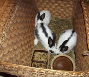 25.11.2011 adventní trhy